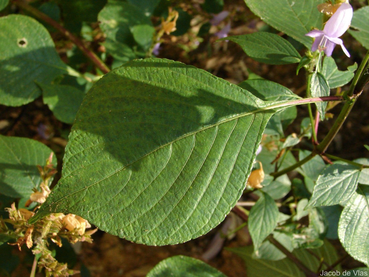 Strobilanthes diandra var. densa (C.B.Clarke) J.R.I.Wood